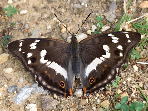 Purple Emperor Butterfly Conservation