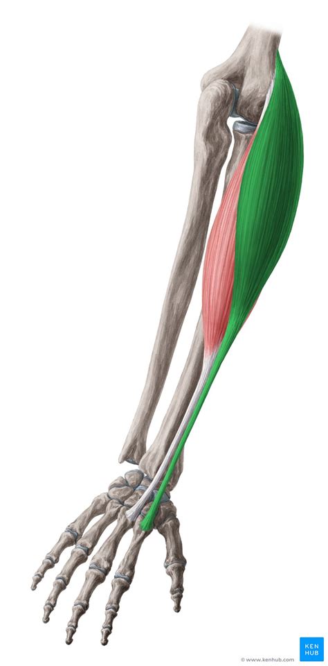 Radial Muscles Of The Forearm Anatomy And Function Kenhub