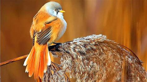 Bird Animal Beautiful Wild Wings Exotic Birds Wallpapers Hd Desktop And Mobile Backgrounds