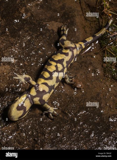 Barred Tiger Salamander Hi Res Stock Photography And Images Alamy
