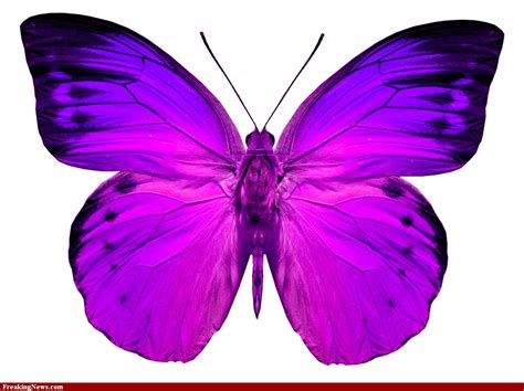 butterfly pics pink butterfly pics high resolution photoshop pictures freaking