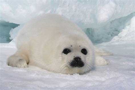 Snow White Seal Pups Cutest Creatures In The World Video In 2020