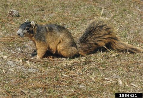 Fox Squirrel Sciurus Niger Natureworks