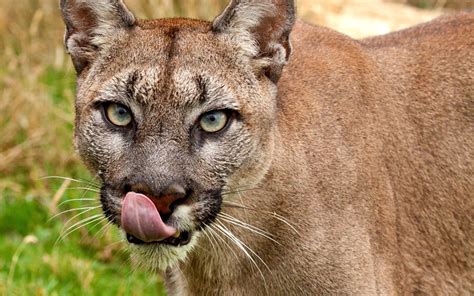 Cougar Hd Wallpaper