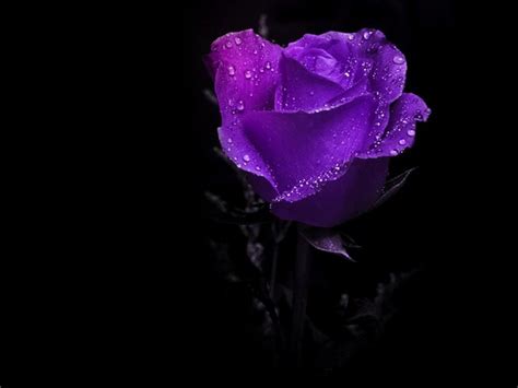 Best Ever Purple And Black Rose Wallpaper Work Quotes
