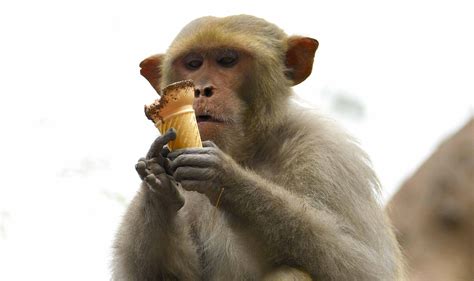 I could create a cool concept image and then round out the shoot with assorted funny monkey pictures. COVID-19 And Animals: Monkeys Attack A Lab Assistant And ...