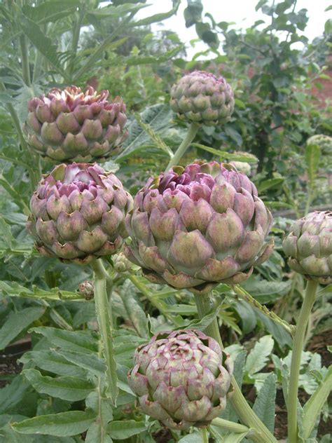 How To Grow Artichokes From Seed 2021 Do Yourself Ideas