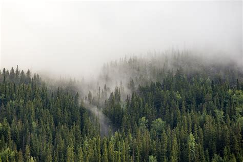 Free Images Landscape Tree Nature Wilderness Cloud Fog Mist