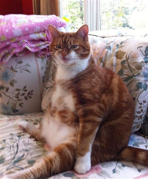 Chonkers Who Sit Like Tired Old Men 20 Pics Funny Cat Pictures Cat
