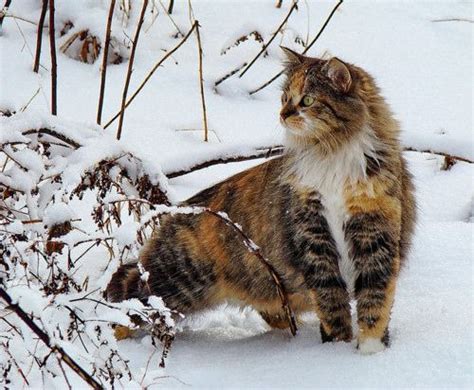 Winter Animal Cognizance Cats Pretty Cats Christmas Cats