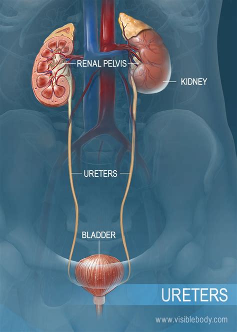 Female Bladder Kidney Diagram