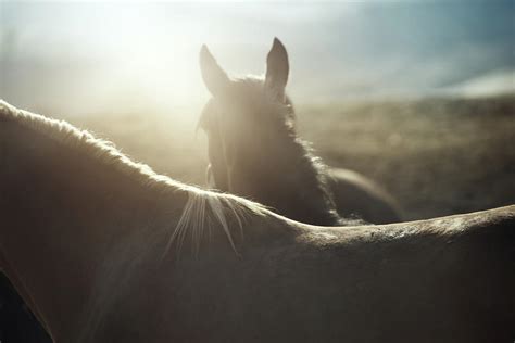 Horses Photograph By Arman Zhenikeyev Professional Photographer From