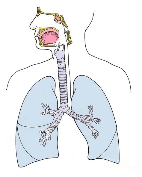 Illustration Of Respiratory System Photograph By Science Source Pixels
