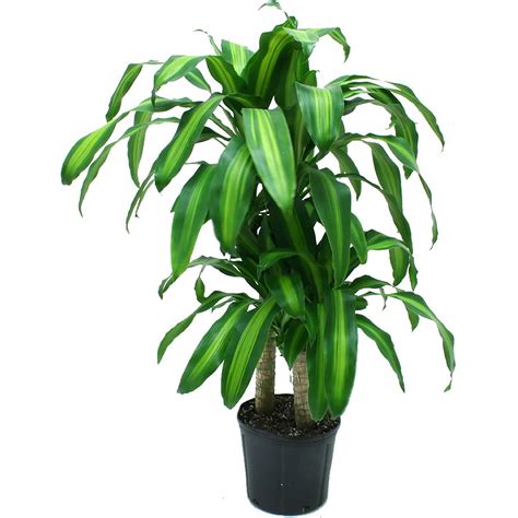 Mass Cane Corn Houseplant Easy To Grow Plant Growers Pot 10 Indoor