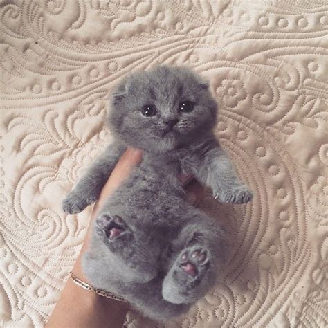 Adorable Gray Kitten Scottish Fold Kitten Cats Gray Kitten Animals