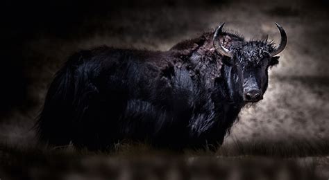 Moving without a mind – Animal life in Tibet | Amardeep Photography