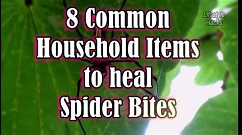 8 Common Household Items To Treat Spider Bites Spider Bites Spider