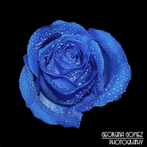 Gorgeous Blue Wet Rose Macro Photo On Black By Georginagomezphotos