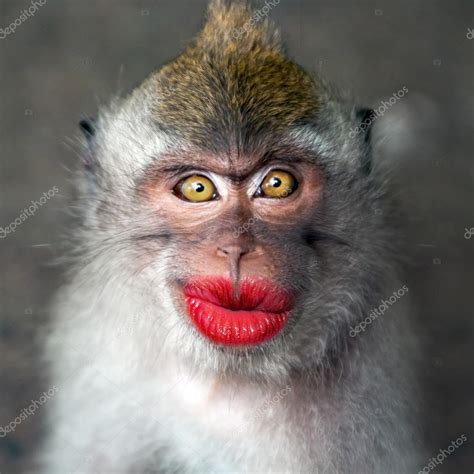 Funny Monkey With A Red Lips Stock Photo By ©watman 70253417