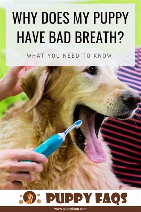Usually, if a puppy is breathing fast due to disease or a disorder of some kind, you can probably see it soon enough in their discomfort. Why Does My Puppy Have Bad Breath? | PUPPYFAQS