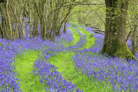 Bluebells Flowering In Woodland Dorset England Uk Photograph By