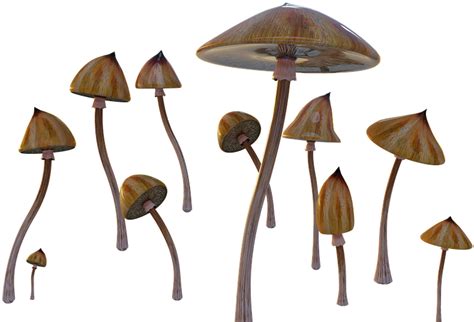 Psilocybin Mushroom Original Size Png Image Pngjoy