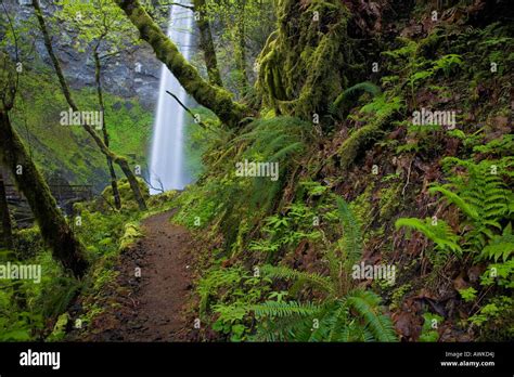 Columbia Gorge National Scenic Area Or Hillside Trail Leads Through The