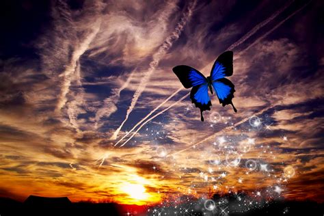Sunset Butterfly By Morbid Vixen On Deviantart