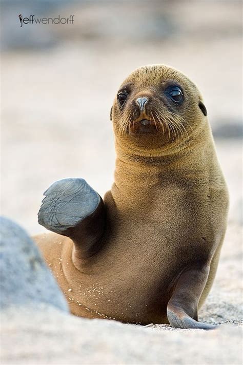 Galapagos Sea Lion Pup Hi Cute Animals Animals Beautiful Animals