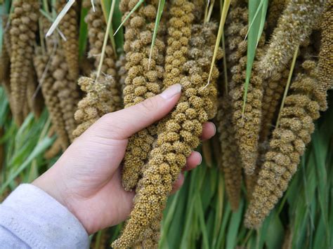 Visit the ingredients (1) Cultivation of millet and traditional knowledge inherited to Seya ...
