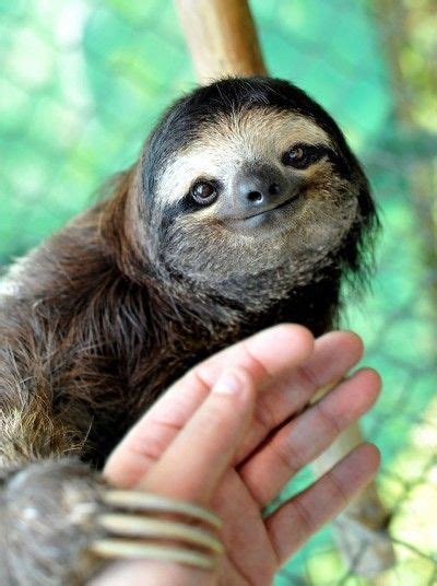Aviarios Del Caribe Sloth Sanctuary Cares For Injured And Orphaned