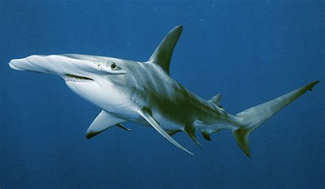 Hammerhead Shark Animal Wildlife