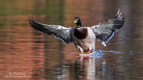 10 Surefire Tips For Photographing Birds In Flight Birds In Flight