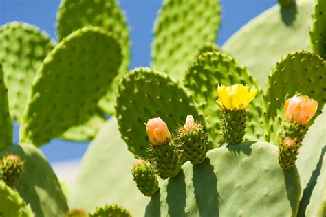 Flowering Cactus Free Stock Photo Public Domain Pictures