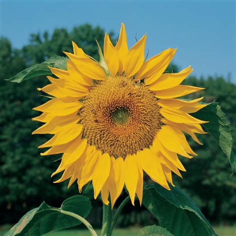 Root systems are fibrous, including species such as yellow and purple nutsedge which produce rhizomes and tubers. Best Yellow Annual Flowers for Your Garden | HGTV