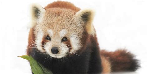 Cincinnati Zoos Red Pandas Are Having The Time Of Their Lives In The