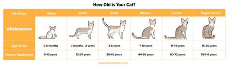 Cat Age Calculator All About Cats