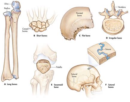Skeletal
