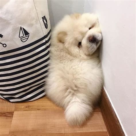 This Fluffy Potato Is Taking The Internet By Storm With His Adorable Photos