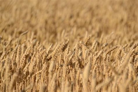 Trigo Características Usos Beneficio Cultivo Información Planta