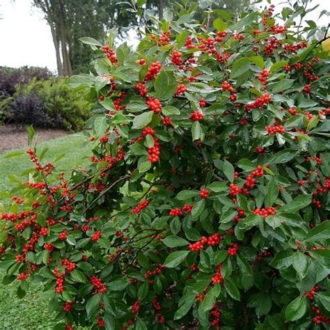 26 Beautiful Shrubs And Bushes With Red Berries