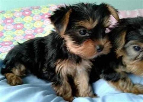 Though one of the smallest dog breeds, yorkshire terriers are feisty and spritely. Gorgeous Teacup Yorkie Puppies for Sale in San Jose ...