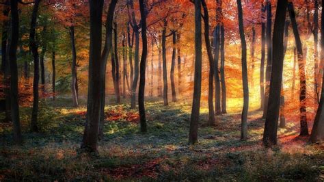 Wallpaper Sunlight Trees Landscape Colorful Fall Leaves Nature