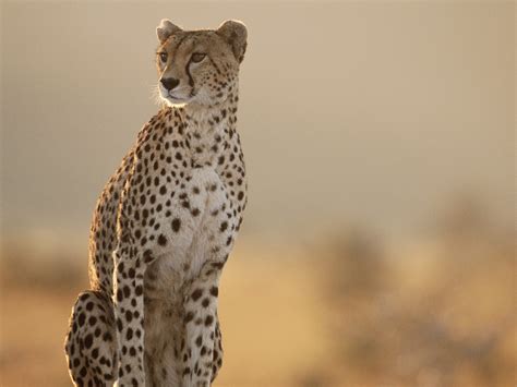 Cheetah World Fastest Animal Interesting Facts Animals Lover