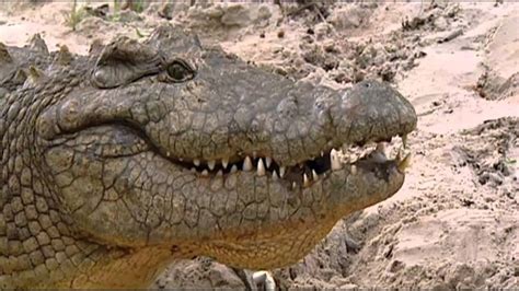 Mother Nile Crocodile Carrying Babies To Water Hd 720p Youtube