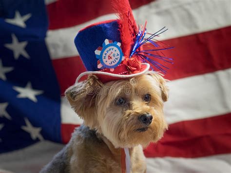 4th Of July Patriotic Dog With Hat- Horizontal Stock Image - Image of