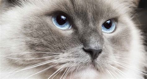 As their sense of smell is so strong, any essential oil can be too overpowering. Best Food For Ragdoll Cats - The Brands Breeders Recommend ...