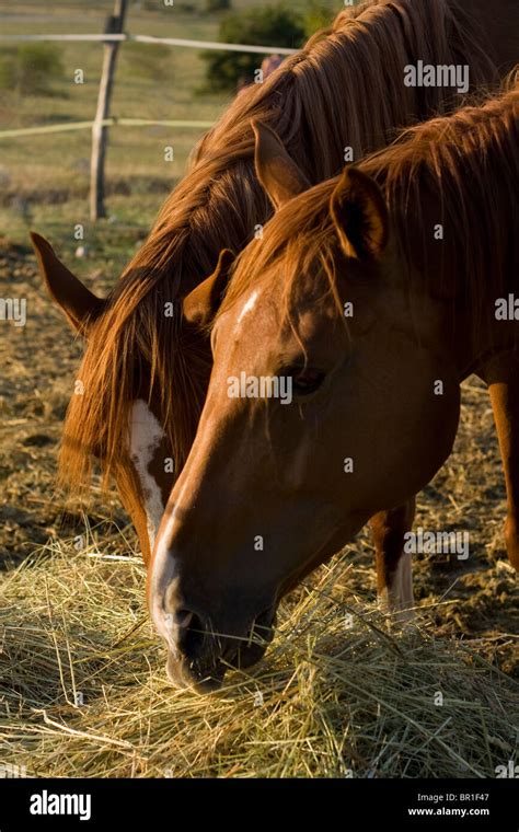 Horses Eating Hay Stock Photo Alamy