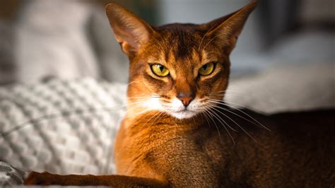 Ginger Cats The Truth Behind The Colour Purina