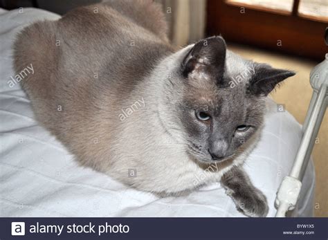 There are 428 blue point siamese for sale on etsy, and they cost $17.52 on average. Blue Point Siamese Cat Stock Photos & Blue Point Siamese ...